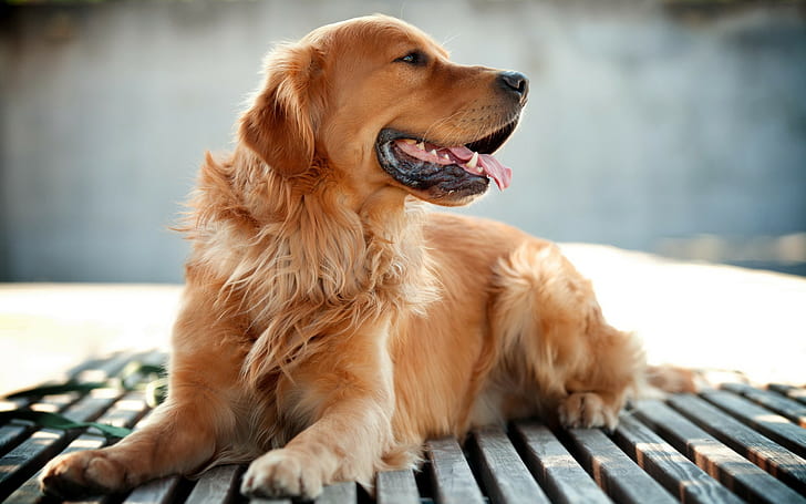 Dog, Golden Retrievers, Animals, HD wallpaper