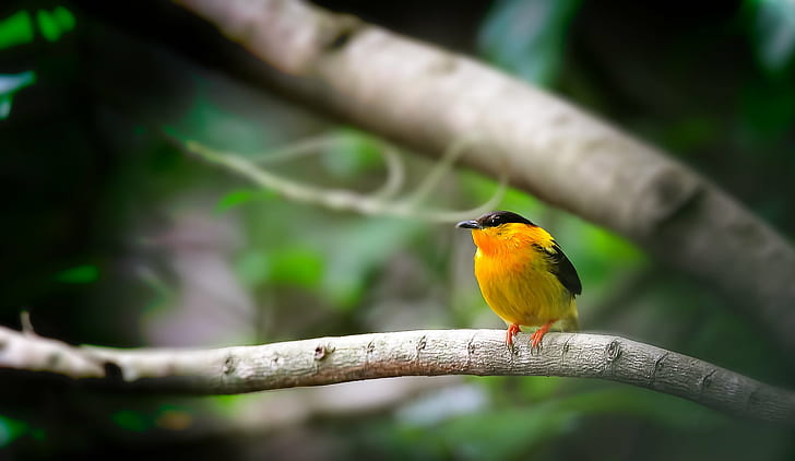 depth of field photography of black and orange bird perching on branch, manakin, manakin, HD wallpaper