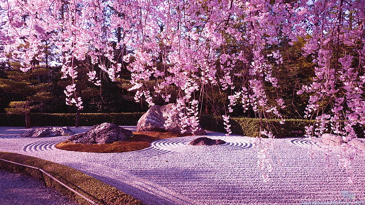 cherry tree, blossom, carpet, spring, pink flowers, wonderful, HD wallpaper