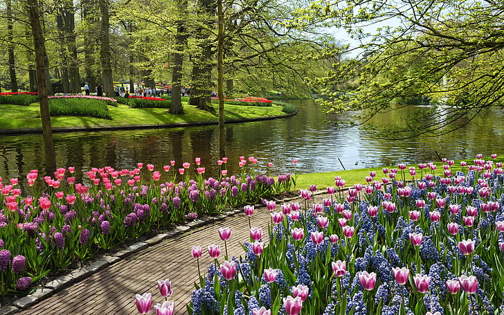 white-and-red flowers, summer, water, pond, tulips, Park, Netherlands
