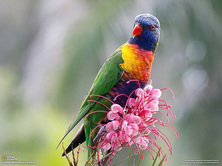 HD wallpaper: birds, flowers, National Geographic, parrot, lorikeet |  Wallpaper Flare