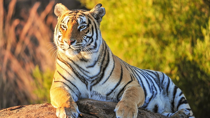 animals, tiger, big cats, feline, mammals, wildlife, animal themes