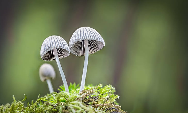 two grey mushrooms in micro photography, ousted, pretender, macro