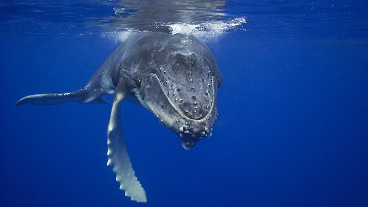 whale, animals, underwater, mammals, blue, sea, humpback whale, HD wallpaper