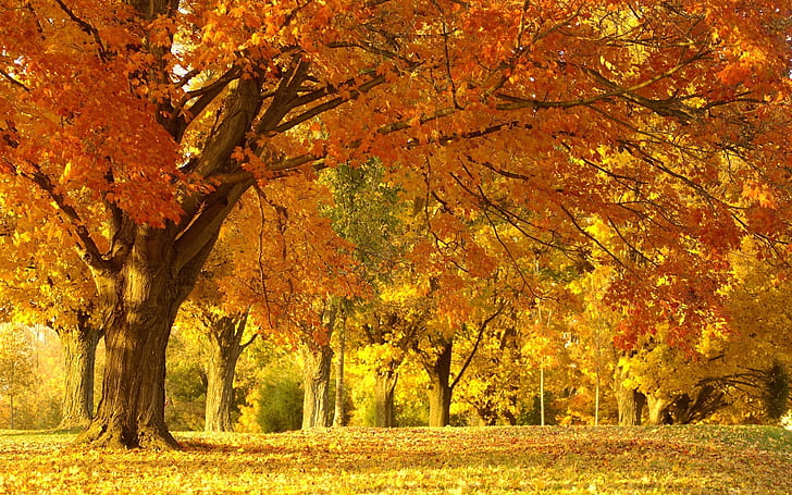 wood, trees, very much, october, silence, avenue, colors, HD wallpaper