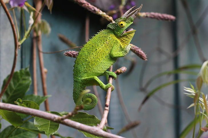 green chameleon, reptile, branch, lizard, animal, nature, wildlife, HD wallpaper