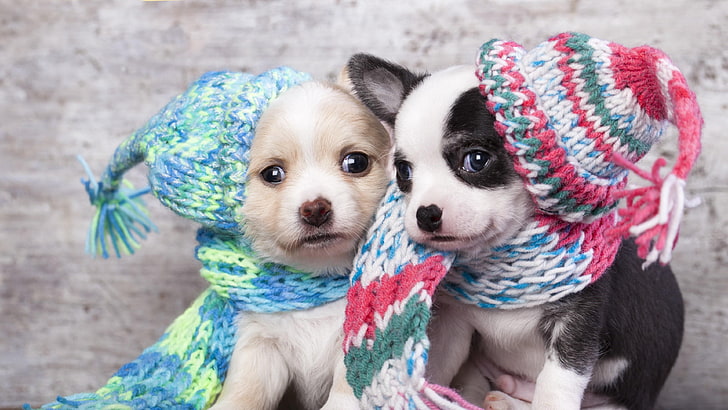 cute, puppy, puppies, dog, animals, HD wallpaper