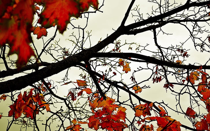 leaves, fall, nature, branch, trees, plant, low angle view