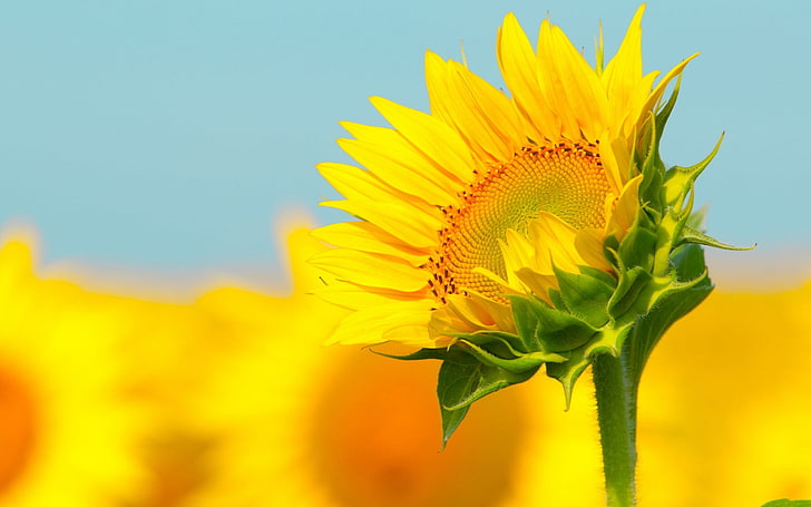 sunflower computer desktop backgrounds, yellow, flowering plant