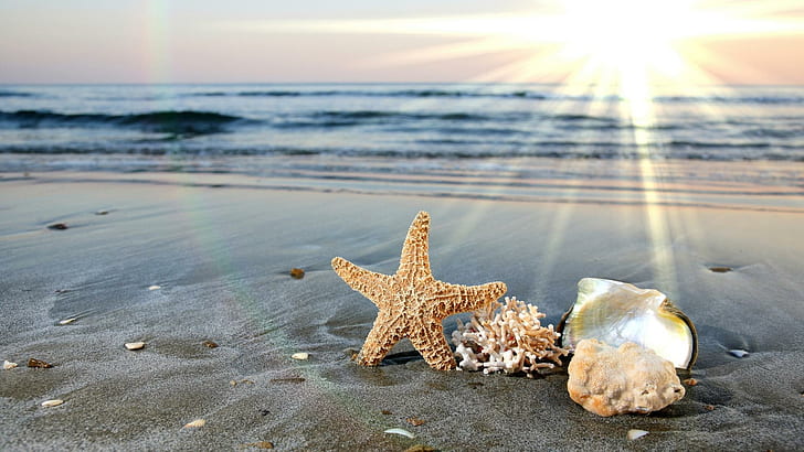 All The Beach Gang, brown starfish, shells, 3d and abstract, HD wallpaper
