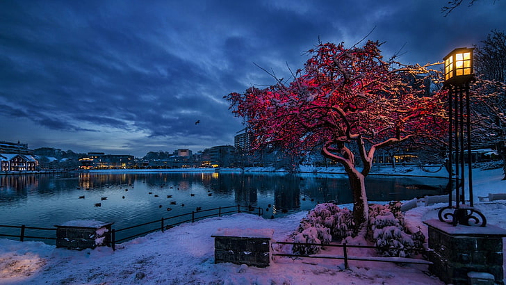 red leaf tree, nature, trees, city, cityscape, Norway, evening