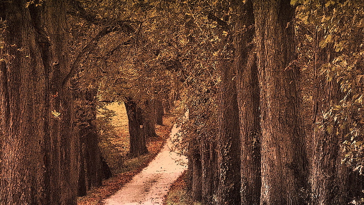 brown trees, nature, road, filter, noise, dirt road, plant, no people, HD wallpaper