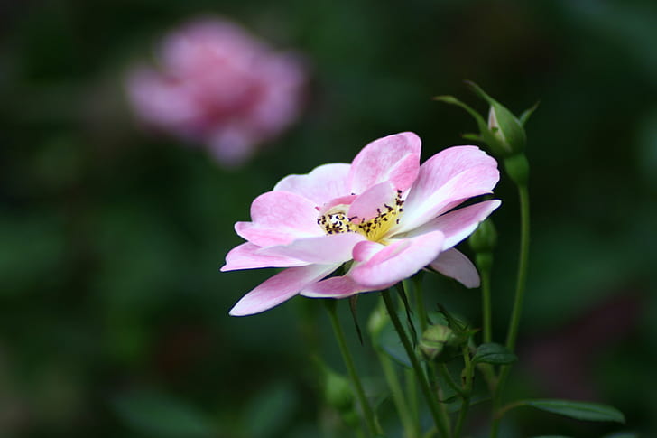 selective focus photo of pink Wild Rose flower, rose, Blooming, HD wallpaper