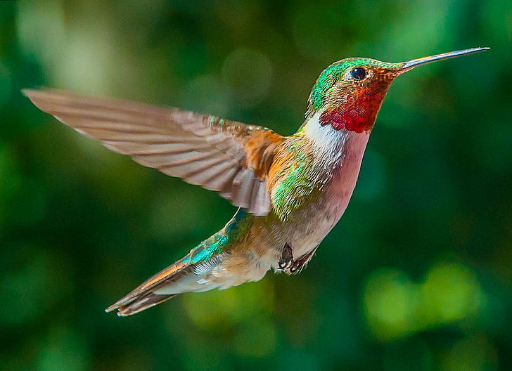 shallow focus multicolored Humming Bird, hummingbird, silver plume, hummingbird, silver plume, HD wallpaper