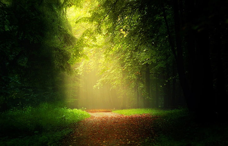 forest wallpaper, path, leaves, sunlight, mist, trees, grass
