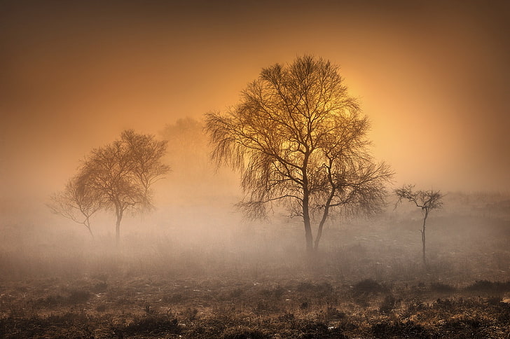 trees, nature, mist, morning, fog, environment, sky, landscape, HD wallpaper