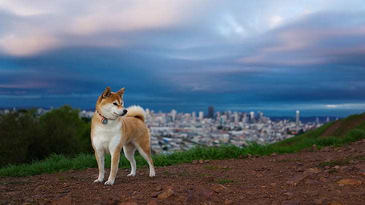 tan and white Siberian husky, Shiba Inu, dog, cloud - sky, animal, HD wallpaper