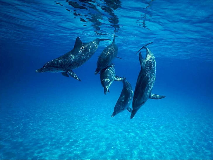 Animal, Dolphins, Fish, Blue, Sea, Sunshine, 5 gray dolphins