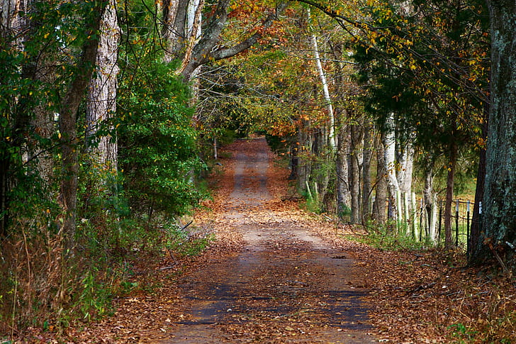 nature, trees, road, fall, path, leaves, forest, dirtroad
