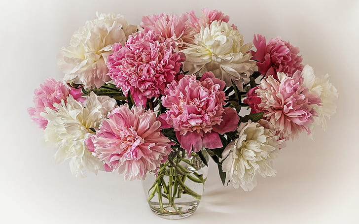 A bouquet of peonies, white pink flowers, HD wallpaper