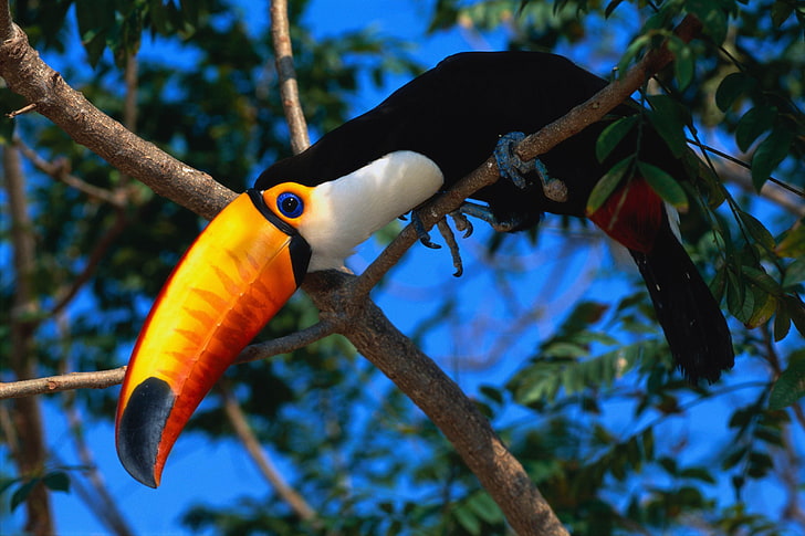 orange and black toucan bird, tree, beak, color, nature, animal, HD wallpaper