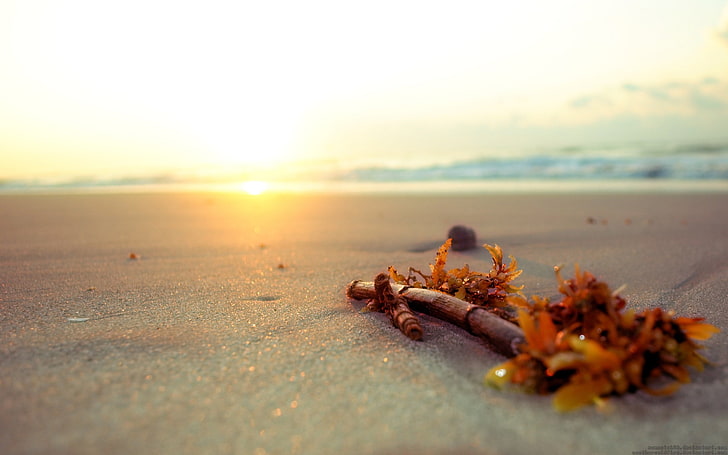 brown sand, Phaeophyta, nature, wood, sky, sunlight, sea, beach