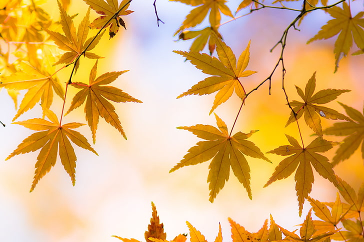 leaves, nature, macro, colorful, Japanese maple, plant part, HD wallpaper