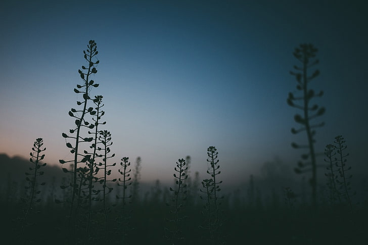 plants, sunrise, morning, growth, beauty in nature, sky, no people, HD wallpaper