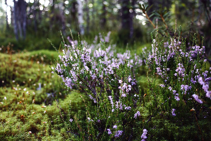 green and purple leaf plant, nature, landscape, Karelia, flowers, HD wallpaper
