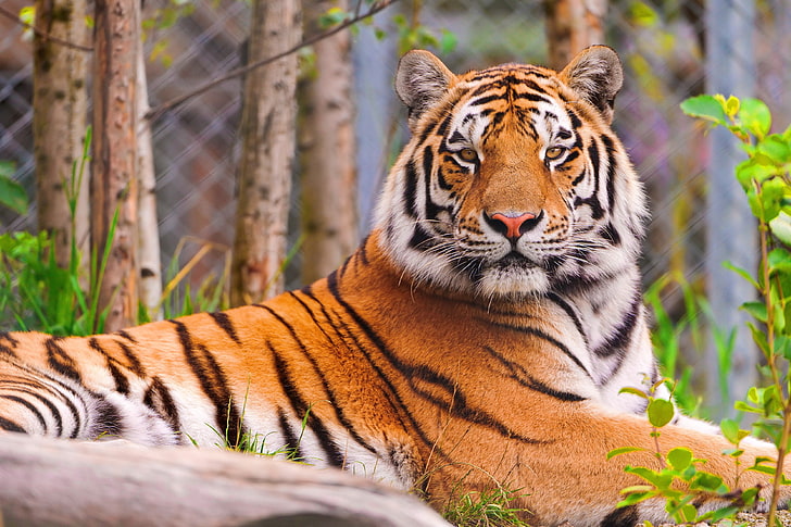 orange tiger, predator, face, animal, striped, wildlife, mammal, HD wallpaper