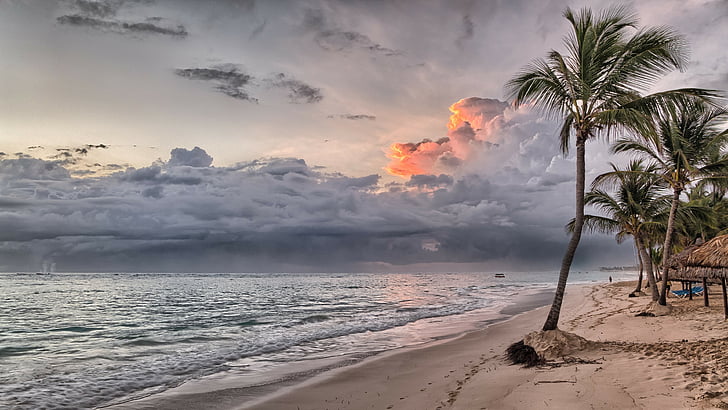 cloudy, beach, palm, palm tree, sea, shore, ocean, sandy beach, HD wallpaper