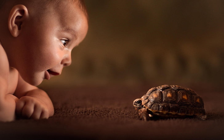 baby, animals, tortoises, reptile, turtle, childhood, one person, HD wallpaper