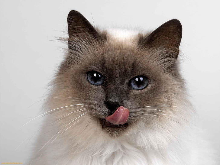 Fluffy Siamese Cat, lick, lips, HD wallpaper