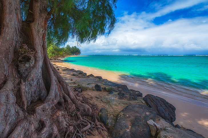 banyan, beach, earth, horizon, ocean, sea, thailand, tree, turquoise, HD wallpaper