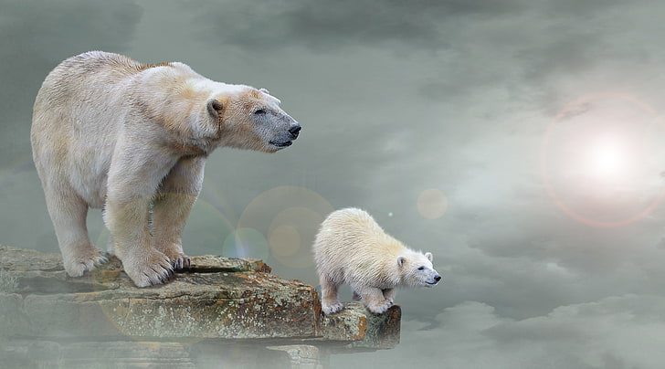Polar bears, 4K, Polar bear cub