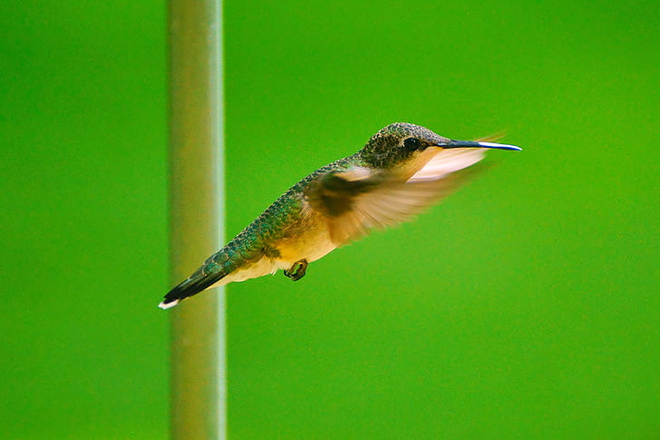 green and brown Humming bird in closeup photography, My Little Friend