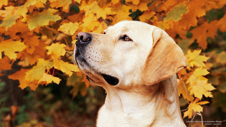 Labrador Retriever in Autumn, Illinois, Dogs
