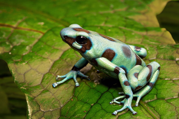 Frogs, Poison dart frog, HD wallpaper
