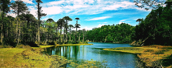 river in forest, lake, Chile, clouds, grass, trees, monkey puzzle tree