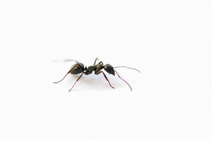 black ant, ant, nikkor, 60mm, f/2, 8d, micro, nature, macro, dof, HD wallpaper