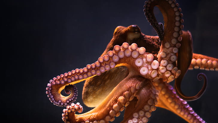 animals underwater octopus, tentacle, one animal, sea life, HD wallpaper