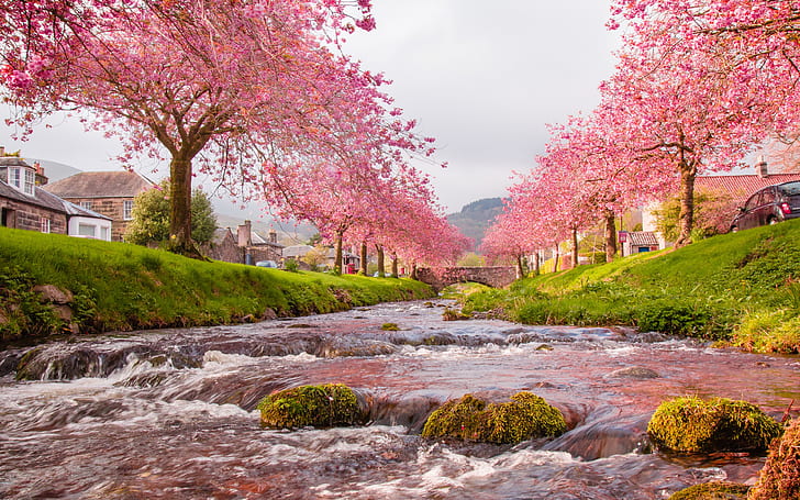Japan Sakura River Blooming Trees, Pink Flowers, Green Grass Stones With Moss Background For Desktop And Mobile Phones