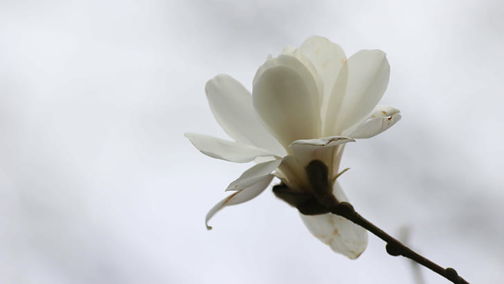 selective focus photography of white Magnolia flower, magnolia