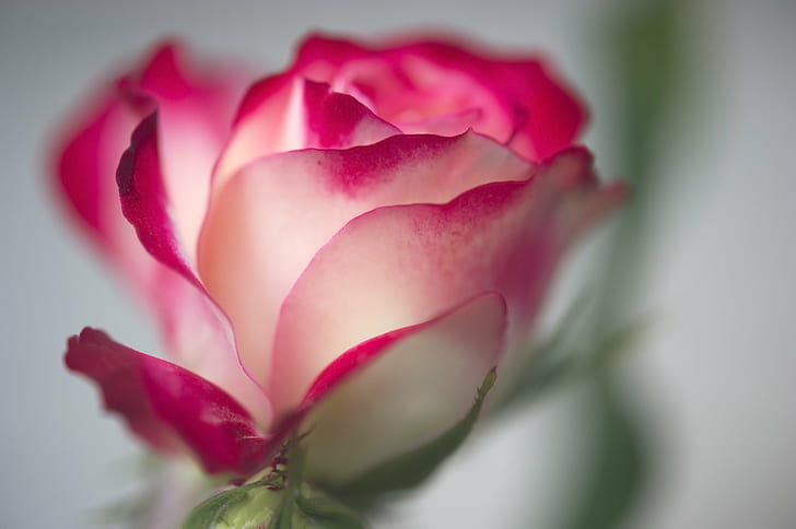 closeup photo of pink and white rose, rose, Nikon D3S, nature, HD wallpaper