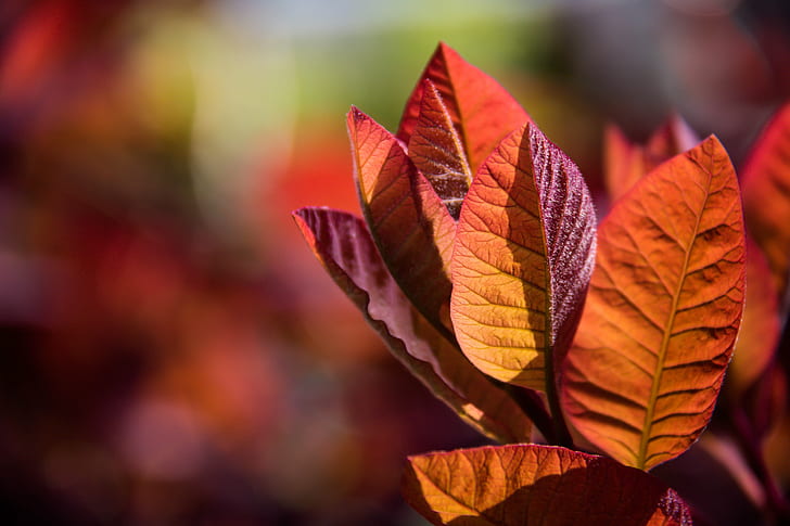 red and orange leaves plant, Autumn leaves, Malmö, public garden, HD wallpaper