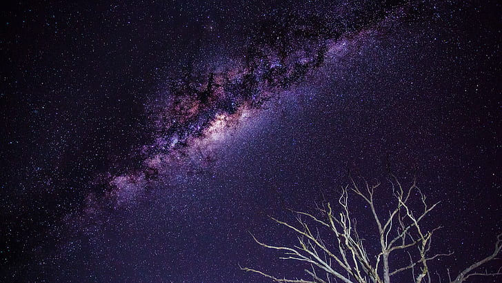 Galaxy Stars Milky Way Night Branches HD, grey branch tree, space