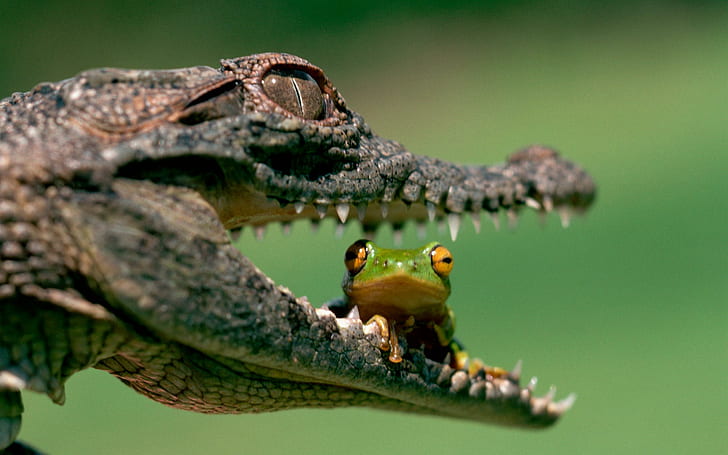 Make It Snappy, green tree frog in crocodiles mouth, alligator