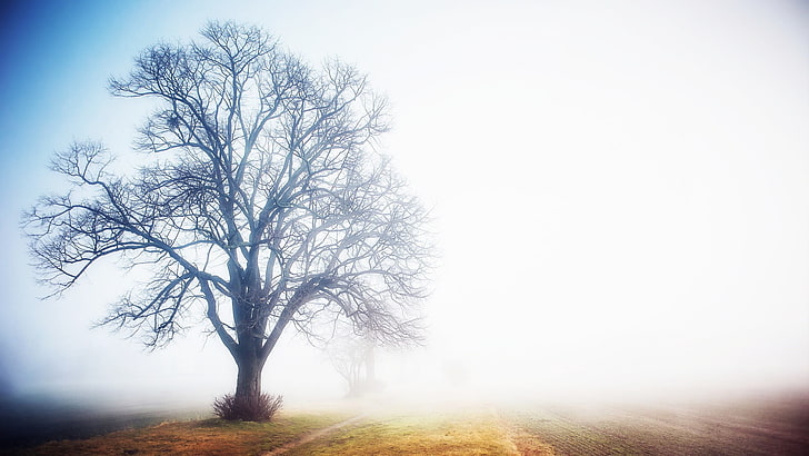 brown bare tree, trees, mist, plant, beauty in nature, sky, landscape