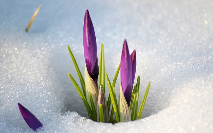 purple petaled flowers, snowdrops, spring, stems, nature, plant, HD wallpaper