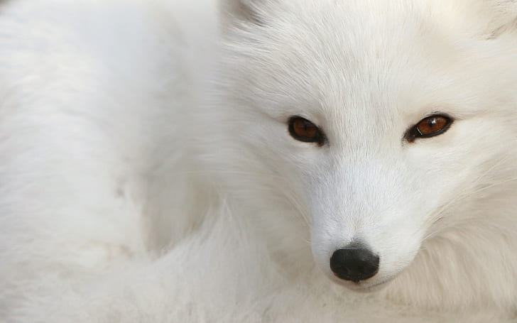 animals, arctic fox, HD wallpaper